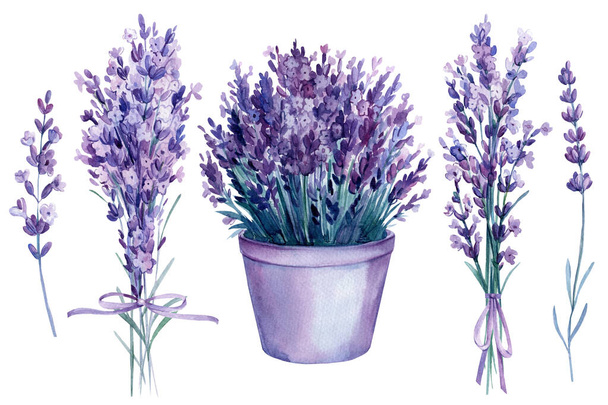 Kimppu laventeli kukkia, joukko kukka sisustuselementtejä, vesiväri kuvitus, eristetty valkoinen tausta - Valokuva, kuva