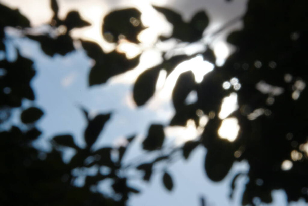 Zielone liście i promienie słoneczne w rozproszeniu - Zdjęcie, obraz