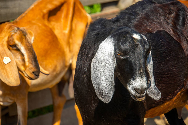 Cabra. Retrato de una cabra en una granja del pueblo. Hermosa cabra posando. - Foto, imagen