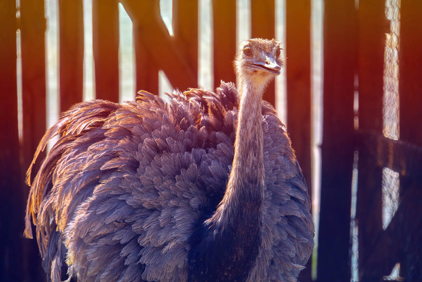 Aves de avestruz en la granja de avestruces
 - Foto, imagen