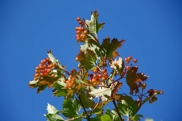 Bahçede kırmızı viburum ve yeşil yapraklar - Fotoğraf, Görsel