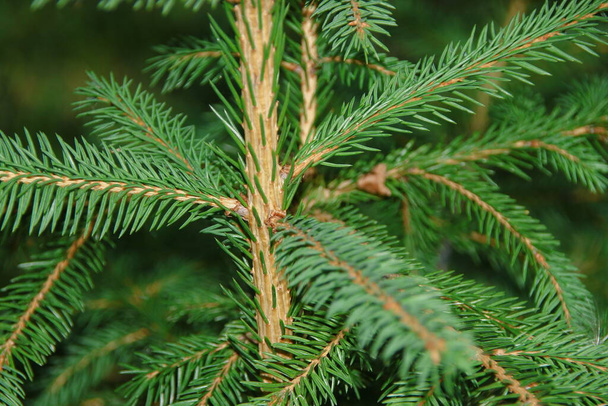 Ramos verdes de agulhas de árvore de Natal no jardim - Foto, Imagem