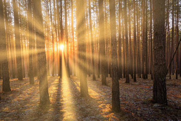 Napsugarak világítják meg a fenyőfák törzsét naplementekor vagy napkeltekor egy őszi vagy kora téli fenyőerdőben. - Fotó, kép