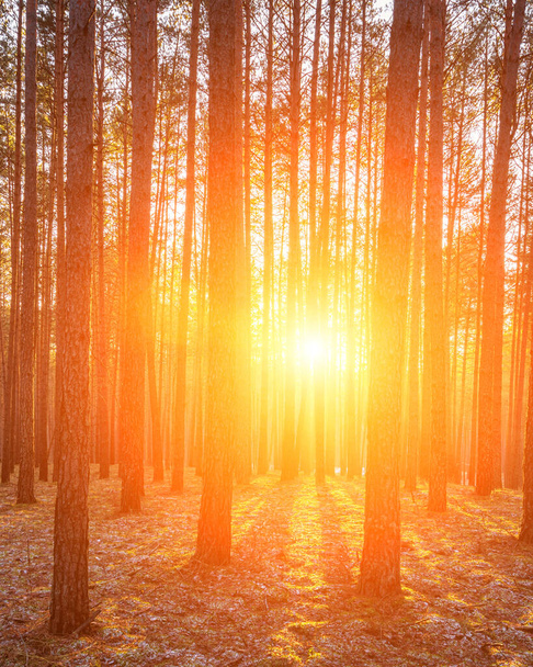 Raggi di sole illuminano i tronchi dei pini al tramonto o all'alba in una pineta autunnale o all'inizio dell'inverno. - Foto, immagini