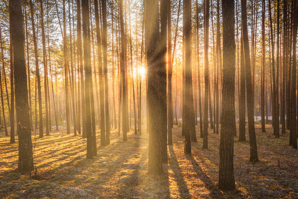 Солнечные лучи, освещающие стволы сосен на закате или восходе солнца в осеннем или раннем зимнем сосновом лесу. - Фото, изображение