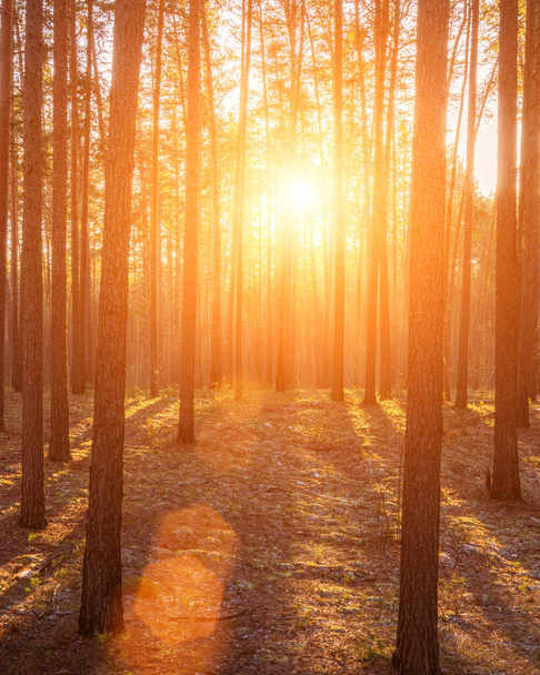 Raios de sol iluminando os troncos de pinheiros ao pôr do sol ou ao nascer do sol em uma floresta de pinheiros de outono ou início do inverno. - Foto, Imagem