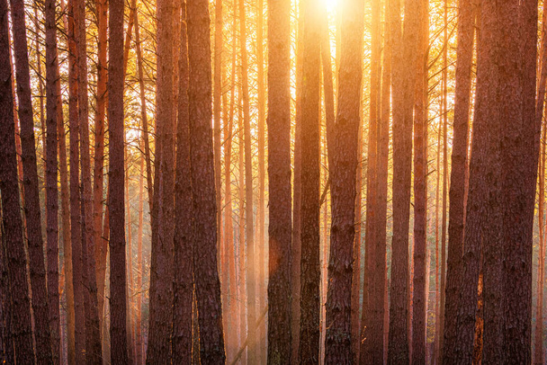 Sunbeams illuminating the trunks of pine trees at sunset or sunrise in an autumn or early winter pine forest. - Foto, Imagen