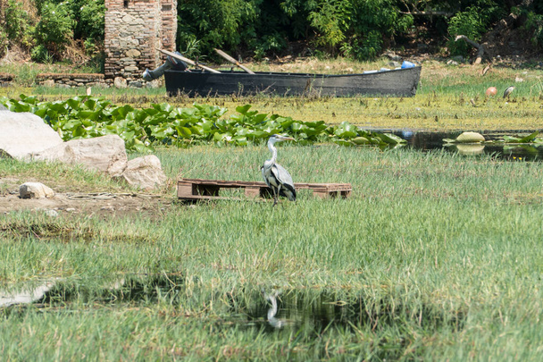 jezioro kerkini, Grecja, 13 lipca 2021: Czapla szara jest gatunkiem ptaków brodzących z rodziny Ardeidae. To najczęstsza czapla w Europie.. - Zdjęcie, obraz
