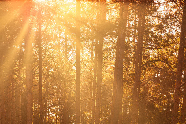 Сонячні промені, що освітлюють стовбури сосен під час заходу сонця або сходу сонця в осінньому або ранньому зимовому сосновому лісі
. - Фото, зображення