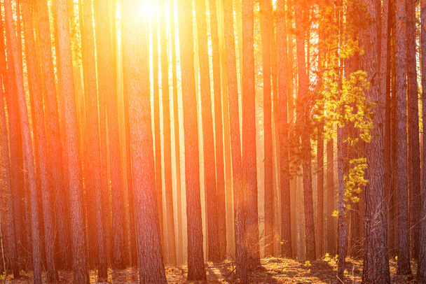 Sonnenstrahlen beleuchten die Stämme der Kiefern bei Sonnenuntergang oder Sonnenaufgang in einem Herbst oder frühen Winter Kiefernwald. - Foto, Bild
