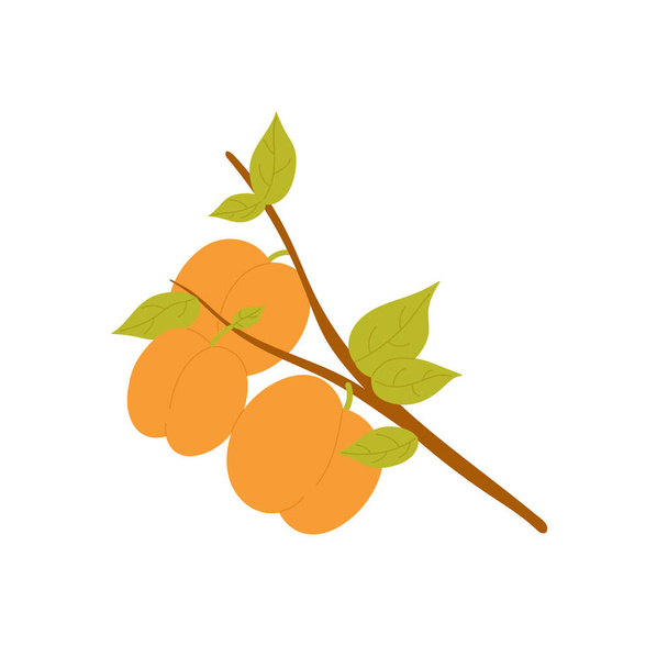 Kajszibarack vagy őszibarack ág gyümölcsökkel és levelekkel, biotermelés, gyümölcsöskert-termesztés - Vektor, kép