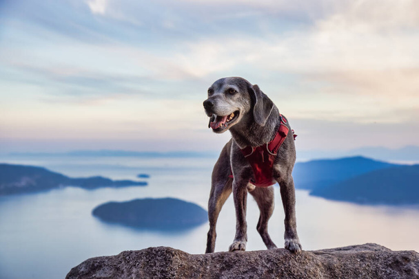 Adventurous little hiking dog on top of a mountain - Foto, imagen