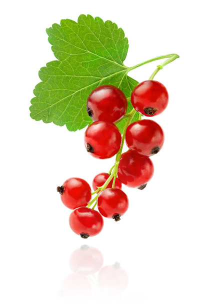 Isolated bunch of red currants with leaf on white background, clipping path. - Photo, Image
