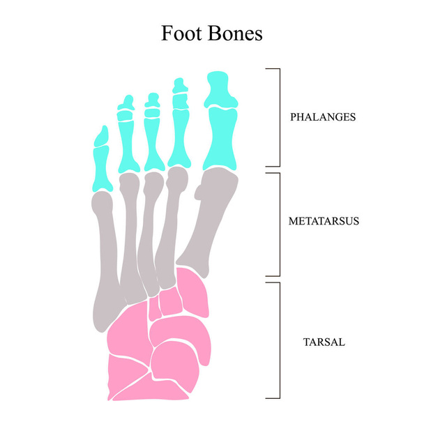 Anatomická struktura kostí chodidel. Vektorová ilustrace. - Vektor, obrázek