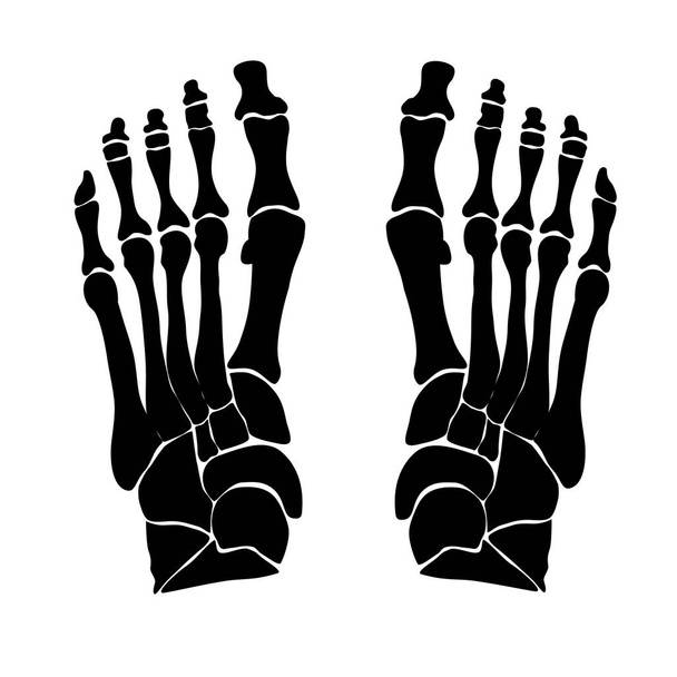 Struttura anatomica delle ossa del piede. Silhouette nera. Illustrazione vettoriale. - Vettoriali, immagini