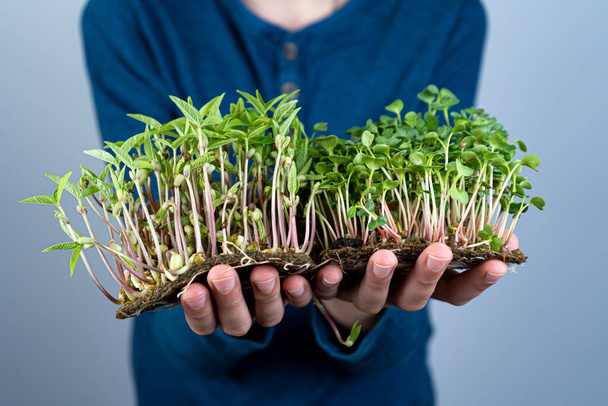 Hold the microgreen in hands. Mash and arugula sprouts. Sprouted sprouts. Urban gardening. Organic vegan food. Useful vitamins. Growing at home. Leaves. Grow microgreen. - Photo, image