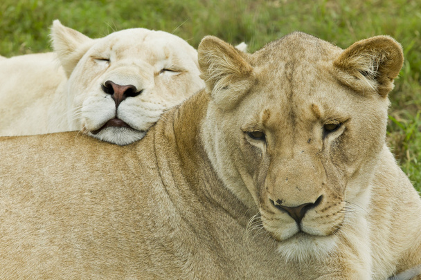 dvě lvice odpočívá - Fotografie, Obrázek