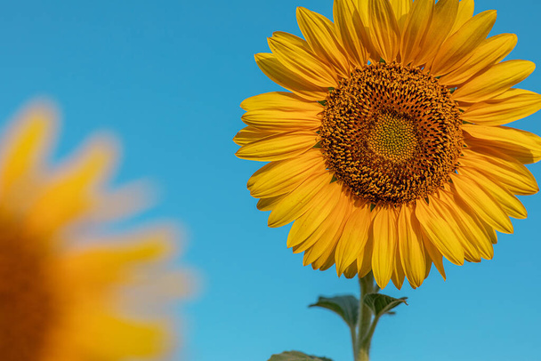 Přírodní pozadí, kvetoucí slunečnice, za jasného slunečného dne, zblízka proti modré obloze. selektivní zaměření. koncept sklizně - Fotografie, Obrázek