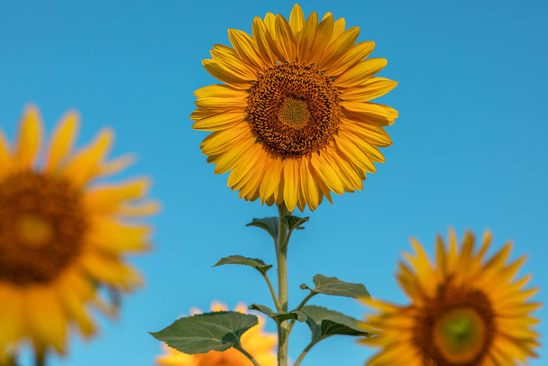 Doğal arka plan, çiçek açan bir ayçiçeği, güneşli bir günde, mavi gökyüzüne yakın çekim. Seçici odaklanma. Hasat konsepti - Fotoğraf, Görsel