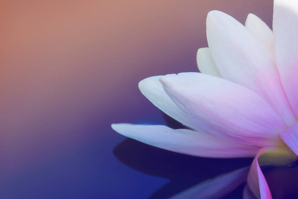 Piękny różowy lilia wodna lub kwiat lotosu w stawie - Zdjęcie, obraz