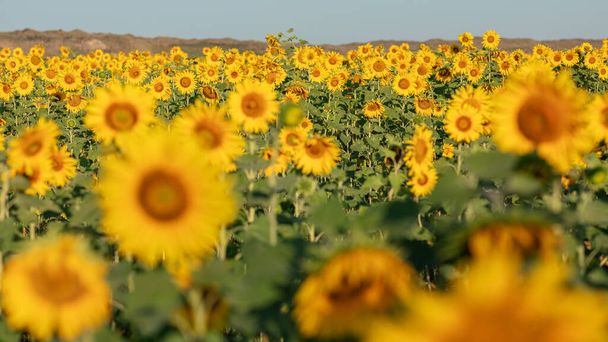 Přírodní pozadí, pole kvetoucích slunečnic, za jasného slunečného dne, selektivní zaměření. koncept sklizně - Fotografie, Obrázek
