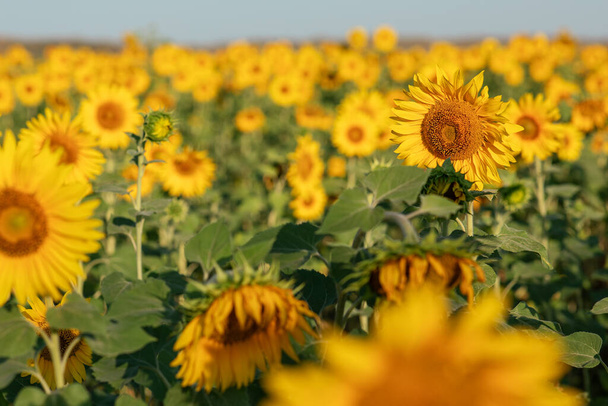 Природний фон, поле квітучої соняшнику, в ясний сонячний день, вибірковий фокус. концепція збору врожаю
 - Фото, зображення
