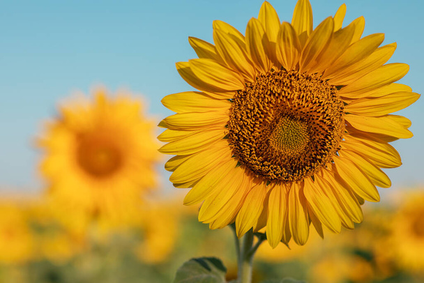 Přírodní pozadí, kvetoucí slunečnice, za jasného slunečného dne, zblízka proti modré obloze. selektivní zaměření. koncept sklizně - Fotografie, Obrázek