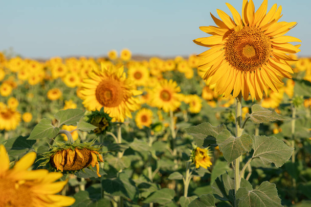 Природний фон, поле квітучої соняшнику, в ясний сонячний день, вибірковий фокус. концепція збору врожаю
 - Фото, зображення
