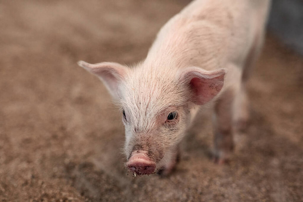 Küçük, sağlıksız bir domuz yavrusu, çiftlikteki evcil bir domuz. Et endüstrisi. Çiftlik hayatı ve hayvancılık kavramı, yakın plan. - Fotoğraf, Görsel