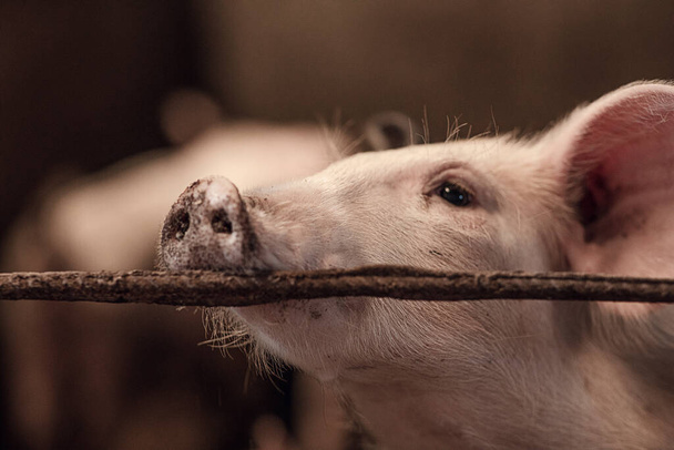 Cerdos domésticos en una granja de cerdos. Industria cárnica. El concepto de vida agrícola y ganadería, primer plano - Foto, imagen