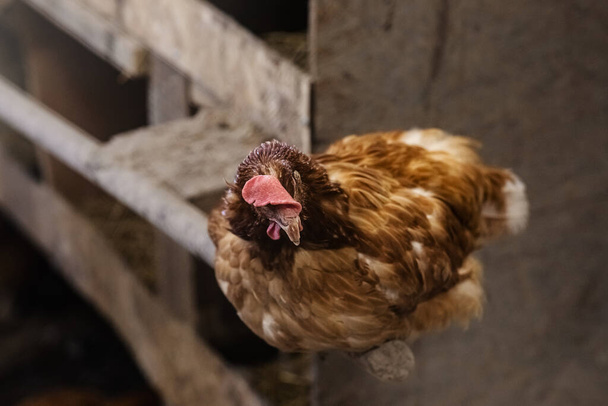 Egy tollas tyúk, egy tojótyúk, egy tyúkólban. Húsipar. A mezőgazdasági élet és az állattenyésztés fogalma, közelkép - Fotó, kép