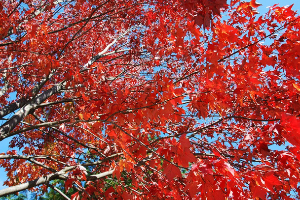 Red tree in Autumn, - Photo, Image