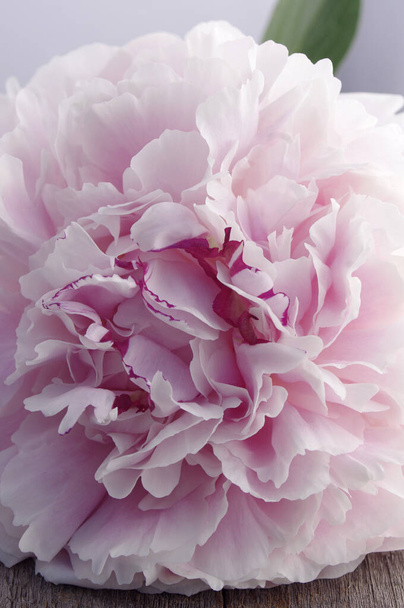 close-up van mooie roze volle bloei pioen bloem  - Foto, afbeelding