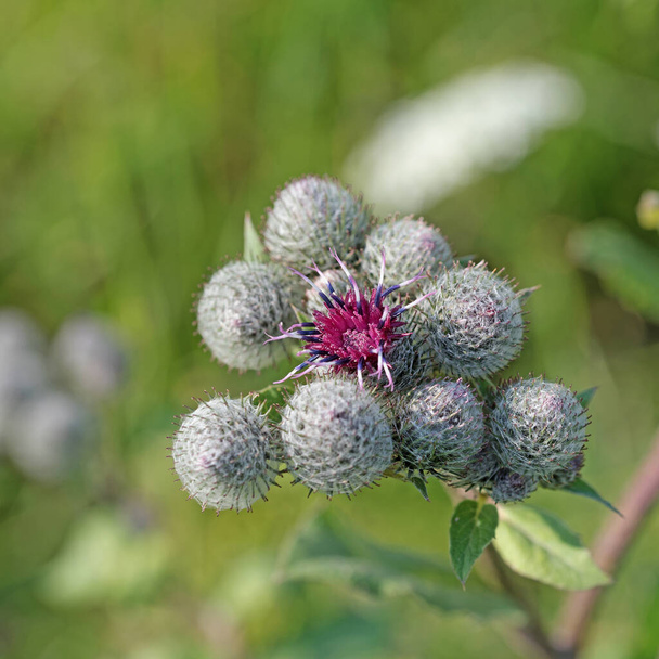 Flowering burdock, arctium, in a close-up - Photo, Image