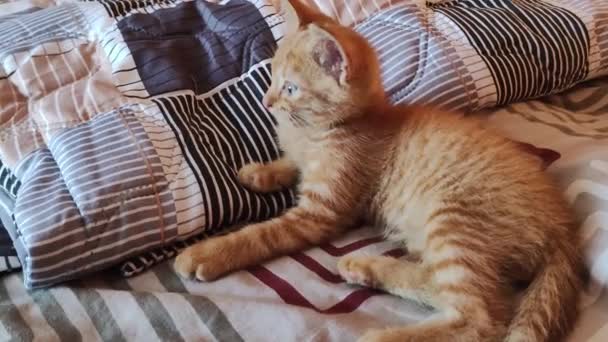 Nuori kissa leikkii sängyllä. Kotimainen punainen inkivääri kissanpentu leikkii kotona. Terveet suloiset kotieläimet ja kissat - Materiaali, video