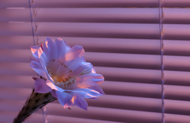 квітка маку
 - Фото, зображення
