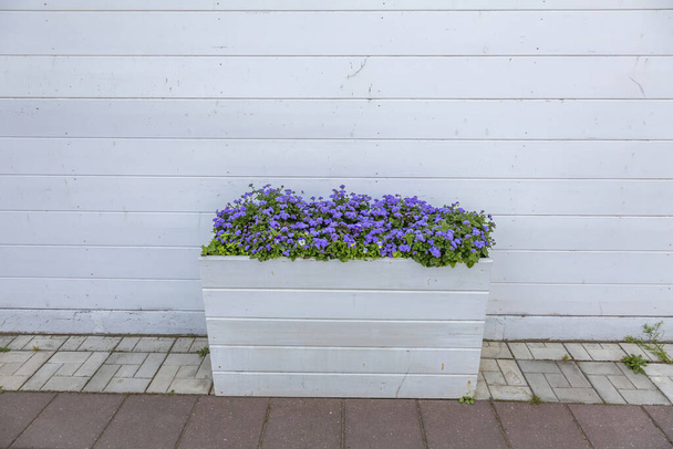 Maceta de jardín con una planta Ageratum cada vez más brillante de la familia Asteraceae sobre el fondo de una pared blanca - Foto, Imagen