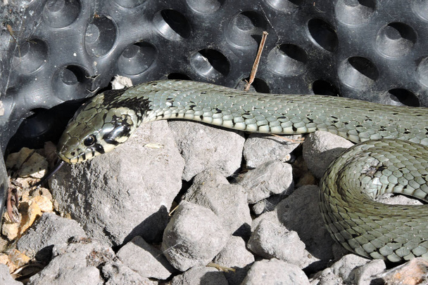 Egy zöld füves kígyó portréja villás nyelvével, amint szürke köveken sütkérezik a napon, fekete gödröcskékkel a háttérben. - Fotó, kép