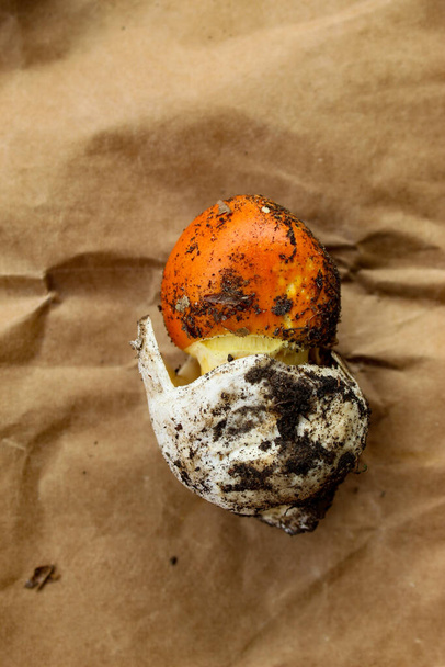 Il fungo di Cesare. Un fungo Cesare su fondo di carta marrone. Il fungo assomiglia a un uovo, che esce dal guscio bianco di un fungo arancione. Cesarea di Amanita, fungo di Cesare. - Foto, immagini