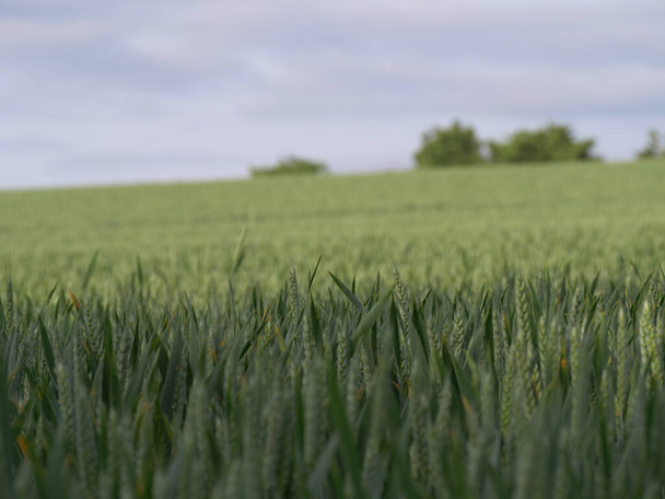 Young green wheat crops in summer breeze wide shot - 写真・画像