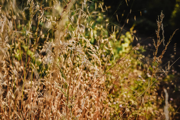 Ένα κοντινό πλάνο των φυτών φόντο στο φως του καλοκαιρινού ηλιοβασιλέματος - Φωτογραφία, εικόνα