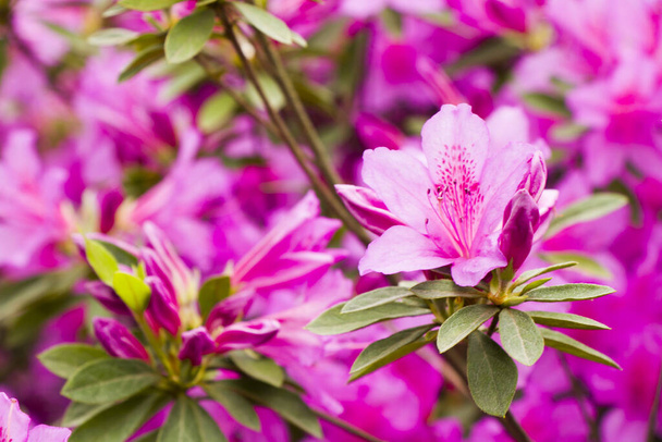 A closeup shot of blooming azalea flowers - Zdjęcie, obraz