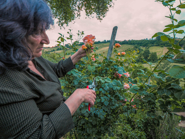 An Italian senior woman trimming roses from her garden - Φωτογραφία, εικόνα