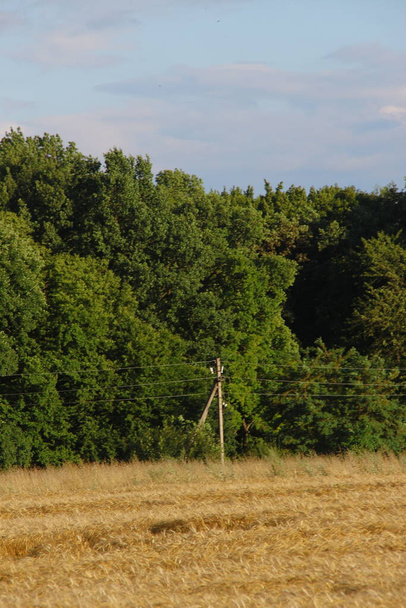 El campo se siembra con trigo amarillo - Foto, Imagen