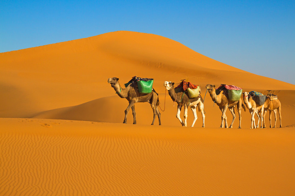 karawany na pustyni - Zdjęcie, obraz