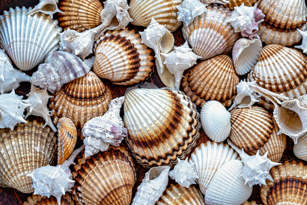 barna tónusok tengeri kagylók háttér - Fotó, kép