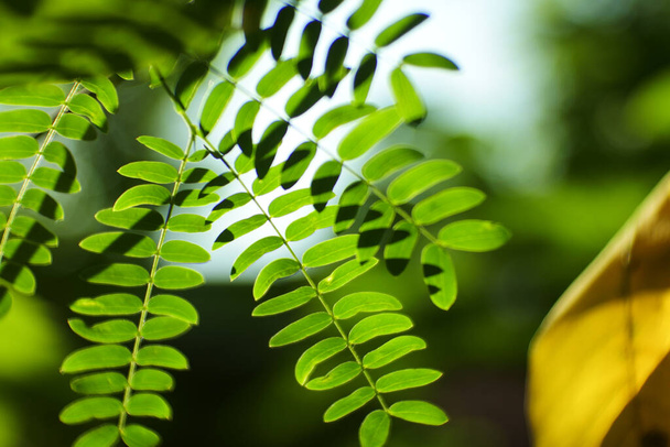 A selective focus shot of green leaves in the natural landscape - Fotografie, Obrázek
