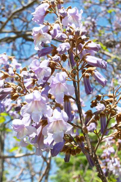 Flowers of empress tree or princess tree, or foxglove tree, Paulownia tomentosa, - Photo, Image