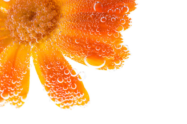 Fiore di calendula con bolle d'acqua
  - Foto, immagini