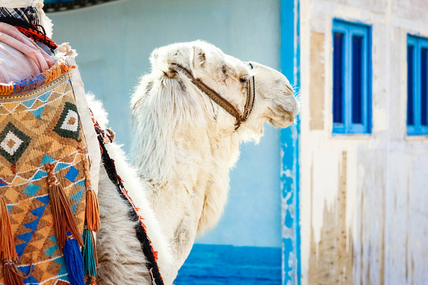 Beautiful camel on nature near the sea egypt background - 写真・画像